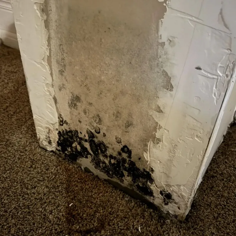Professional Mold Removal in Park River, ND